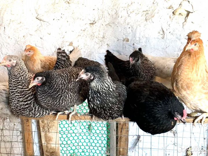 Куры Несушки