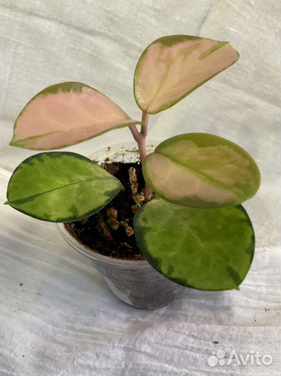 Хойя Аустралис Лиза