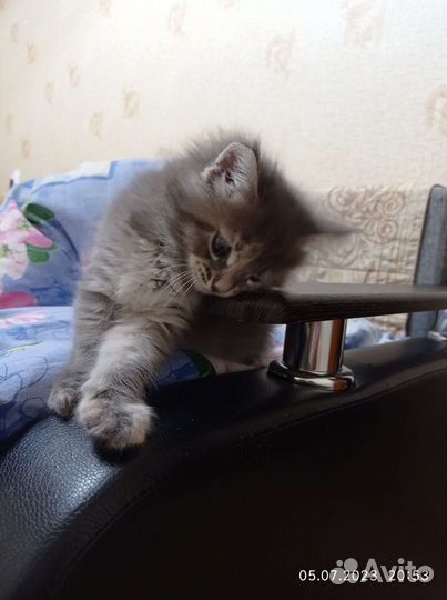 Котята Мейн Кун