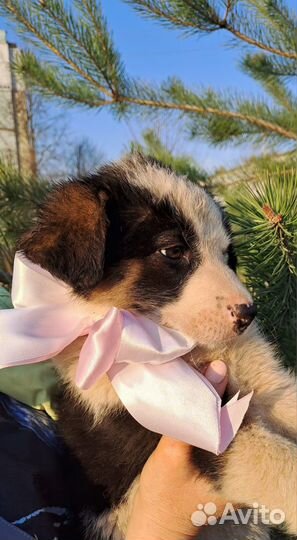 Щенок девочка в добрые руки