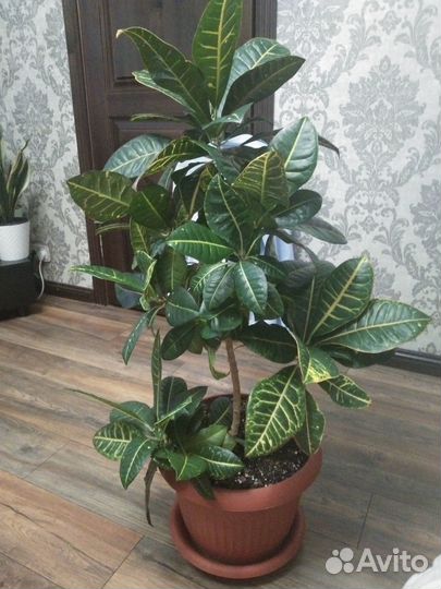 Комнатные растения Кротон Петра, Драцена,Аглаонема