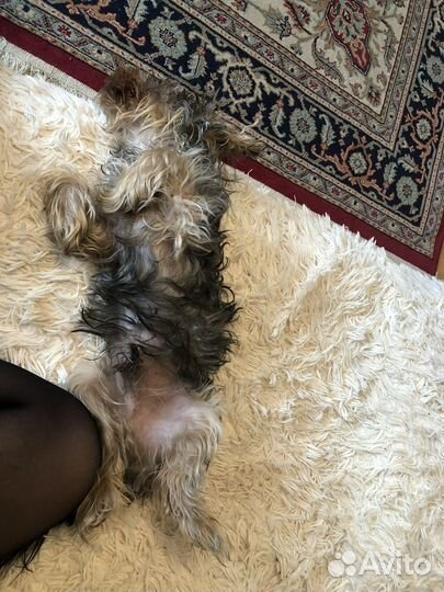 Передержка животных (птицы, грызуны, кошки)