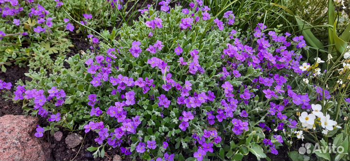 Садовые цветы: обриета, арабис, ясколка