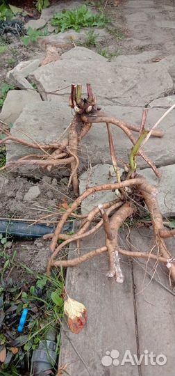 Пион марьин корень