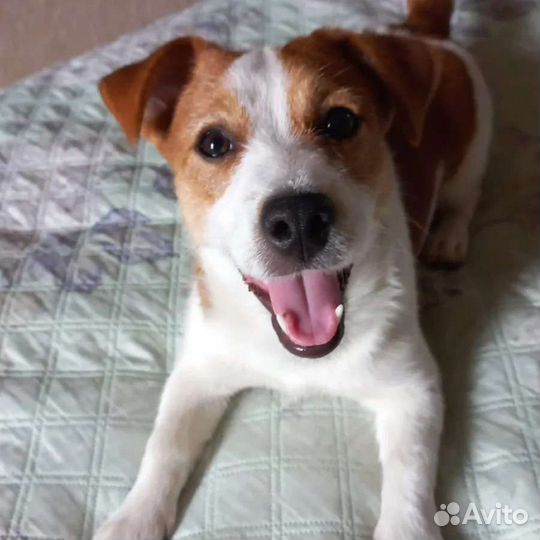 Кобель Джек Рассел Терьер для вязки