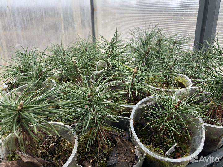 Саженцы кедра