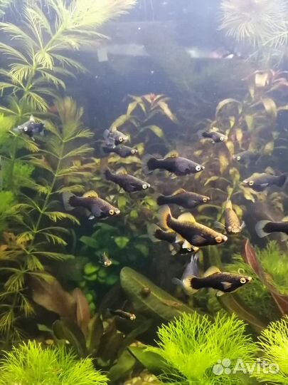 Пецилия, Меченосец, Хелены