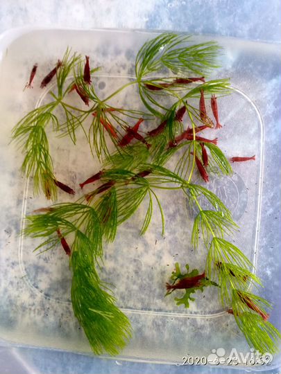 Креветки вишни