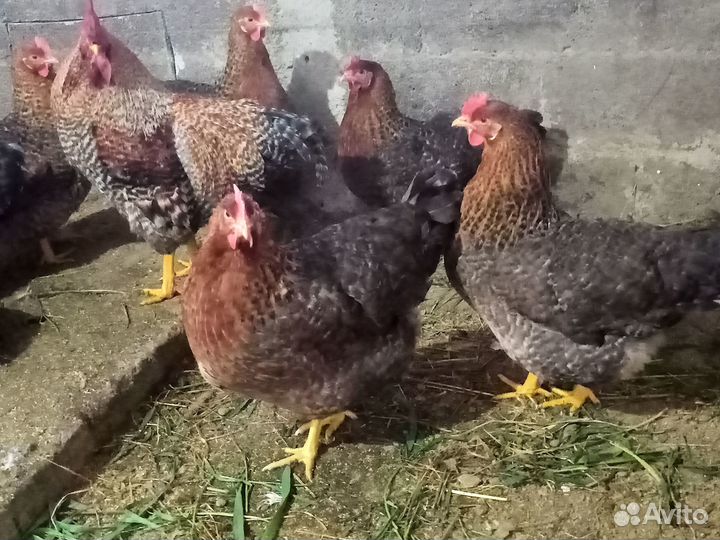 Яйцо инкубационное