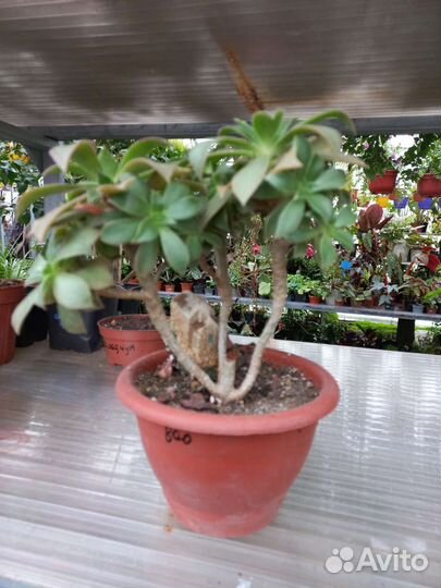 Суккуленты, Эониумы из питомника