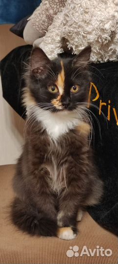 Котёнок ищет дом
