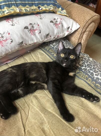 Отдам в добрые руки