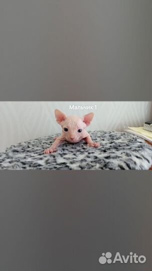 Канадский сфинкс котенок