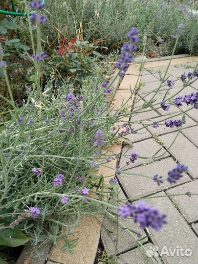 Лаванда