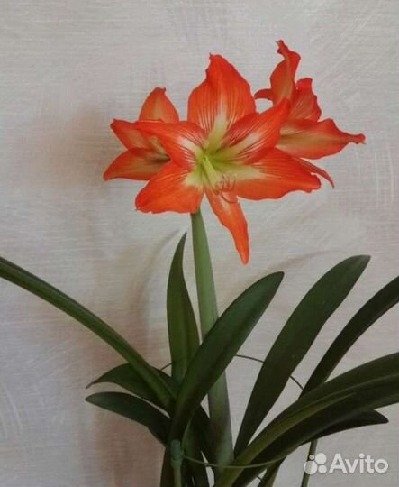 Гиппиаструм лилия