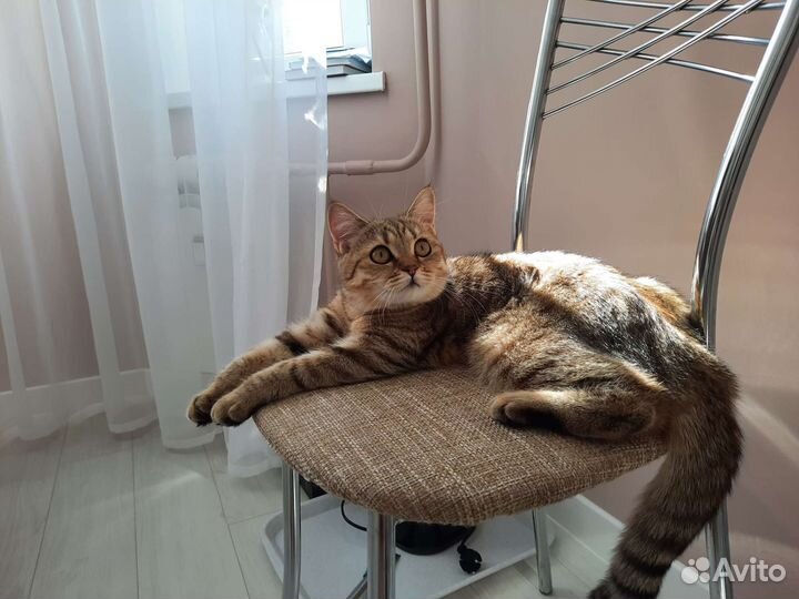 Кошка в дар бесплатно