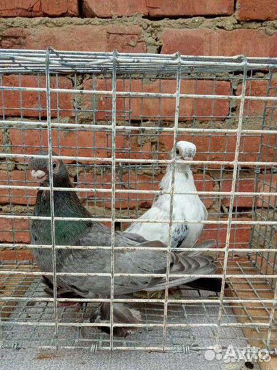 Голуби Узбеки (малоклювые) и Благодарненские