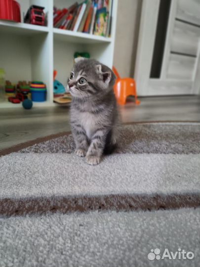 Шотландская вислоухая кошка