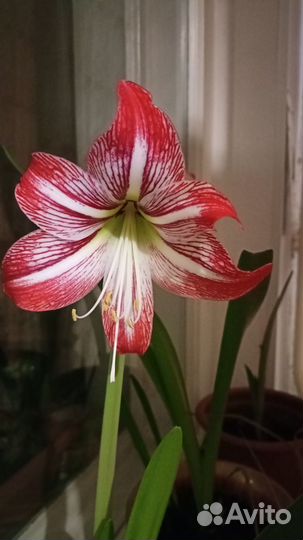 Гиппеаструм амариллис луковицы