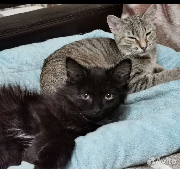 Котята ищут дом