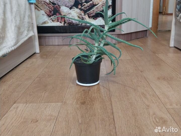 Комнатные цветы алоэ