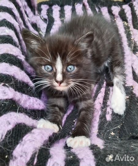 Продам котенка в хорошие руки