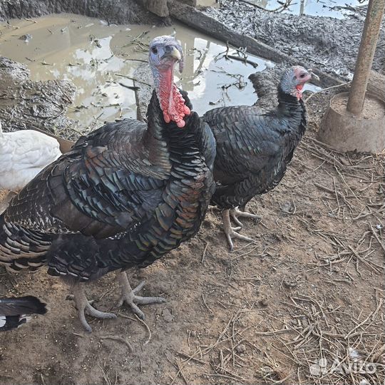 Домашняя птица