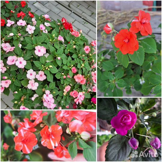 Пеларгонии и бальзамины, бегония вечноцветущая