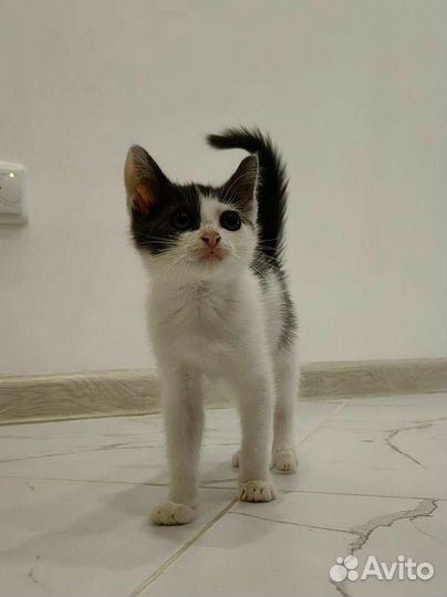 Котята в добрые руки бесплатно