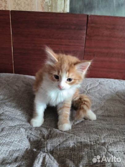 Кошка в дар