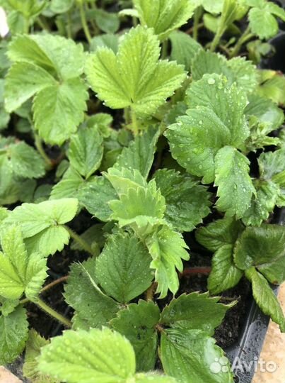 Чамора туруси, Негритянка