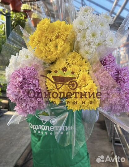 Цветы Букеты Хризантема