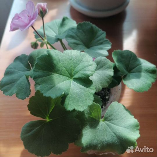 Укорененные черенки сортовой герани