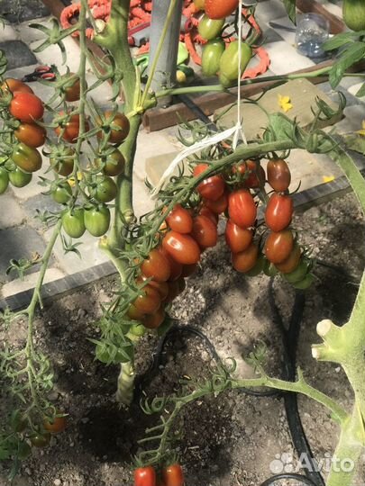 Рассада томатов(помидоры),перец,баклажаны