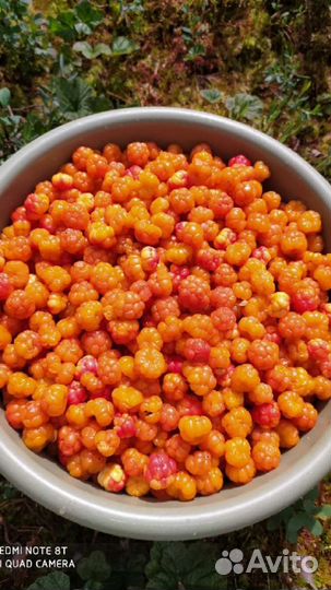 Принимаются заказы на ягоды морошка