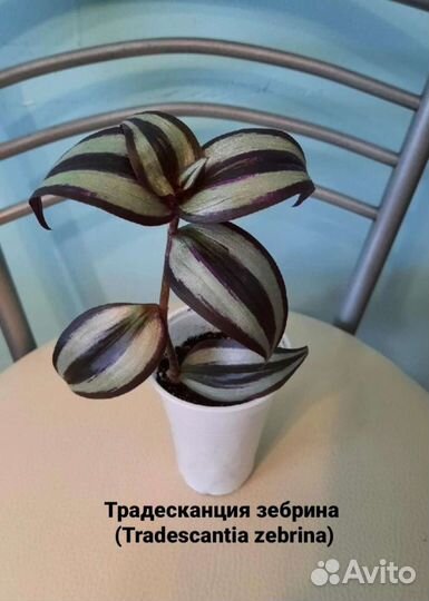 Традесканции Разные