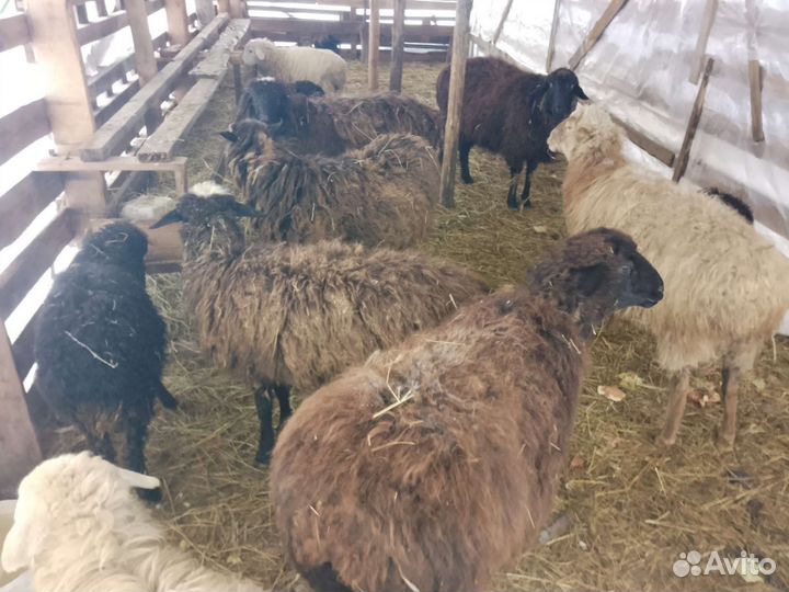 Курдючные бараны овцы