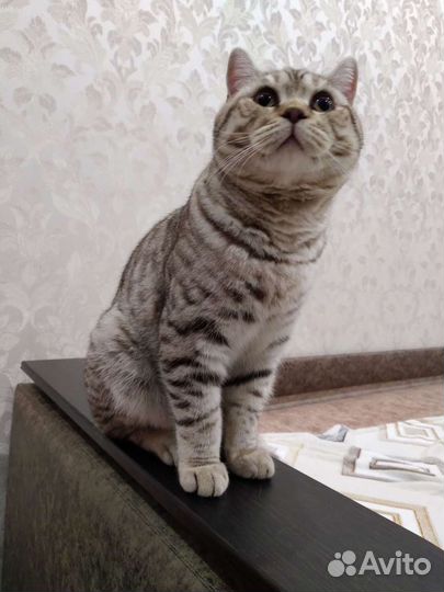 Кот приглашает невесту на вязку