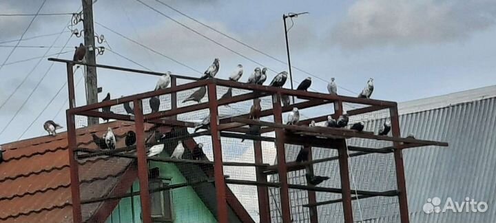 Голуби старо бакинские бойные