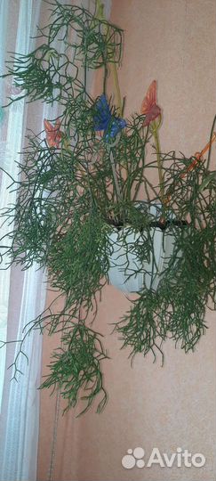 Рипсалис-Хатиора