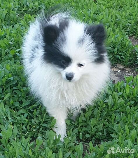 Шпиц миниатюрный