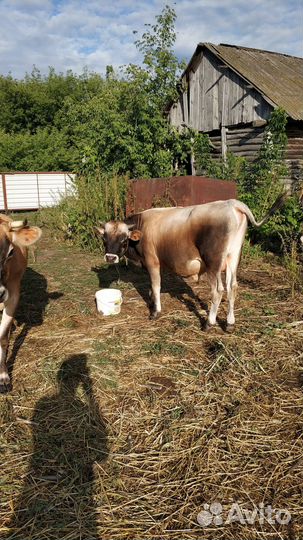 Джерси чистокровный бык на племя