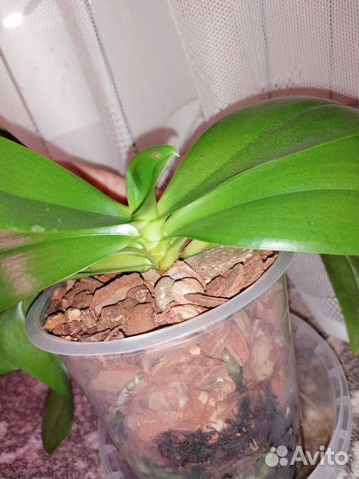 Орхидея Джулия