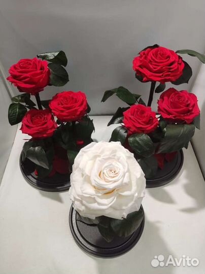 Роза в колбе