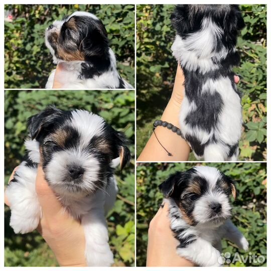 Бивер терьер щенки п-ка Костбар Шатц