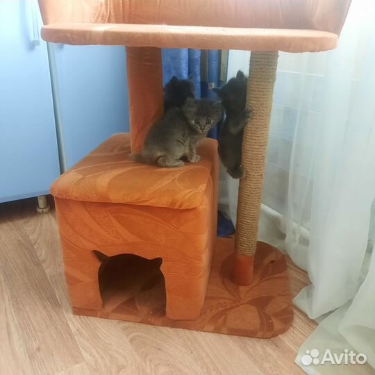 Котята британцы