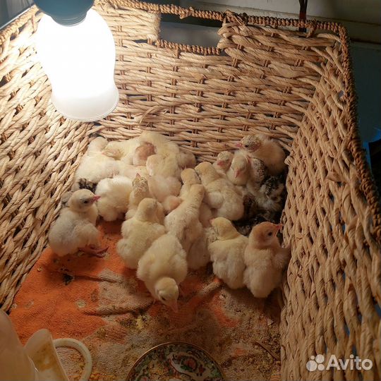 Инкубационное яйцо индейки, индюшата