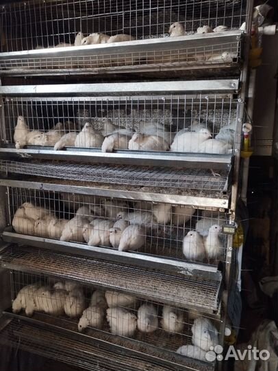 Перепела продажа