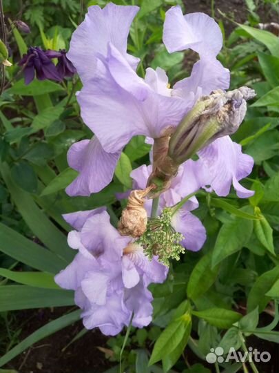 Ирисы бородатые, рябчик