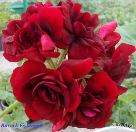 Пеларгонии сортовые (Герань)